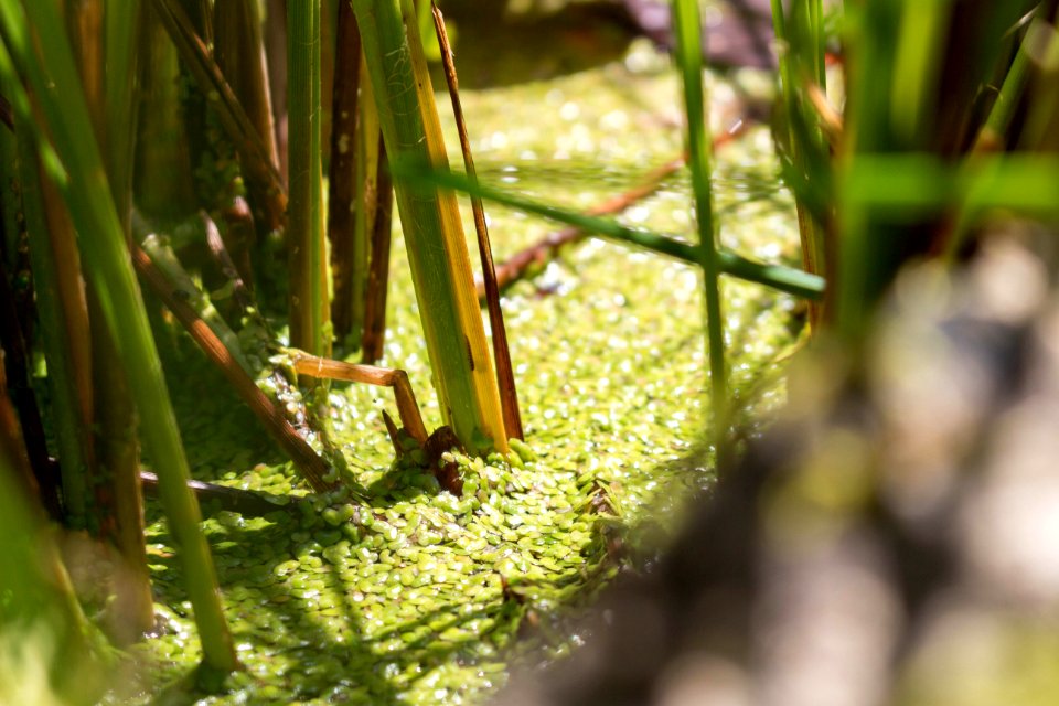 Tiny lily pads