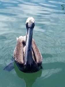 otro pelican photo