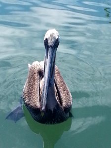 otro pelican