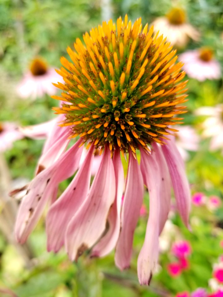 Day 233 fading cone flower
