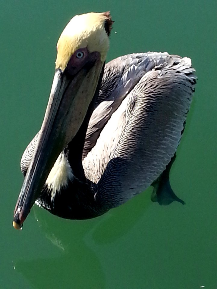 hungry pelicans at Marina Vallarta