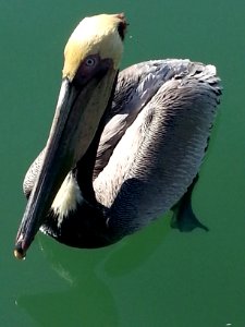 hungry pelicans at Marina Vallarta