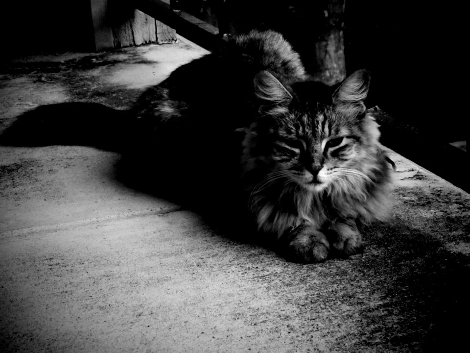 Cat In Blackness