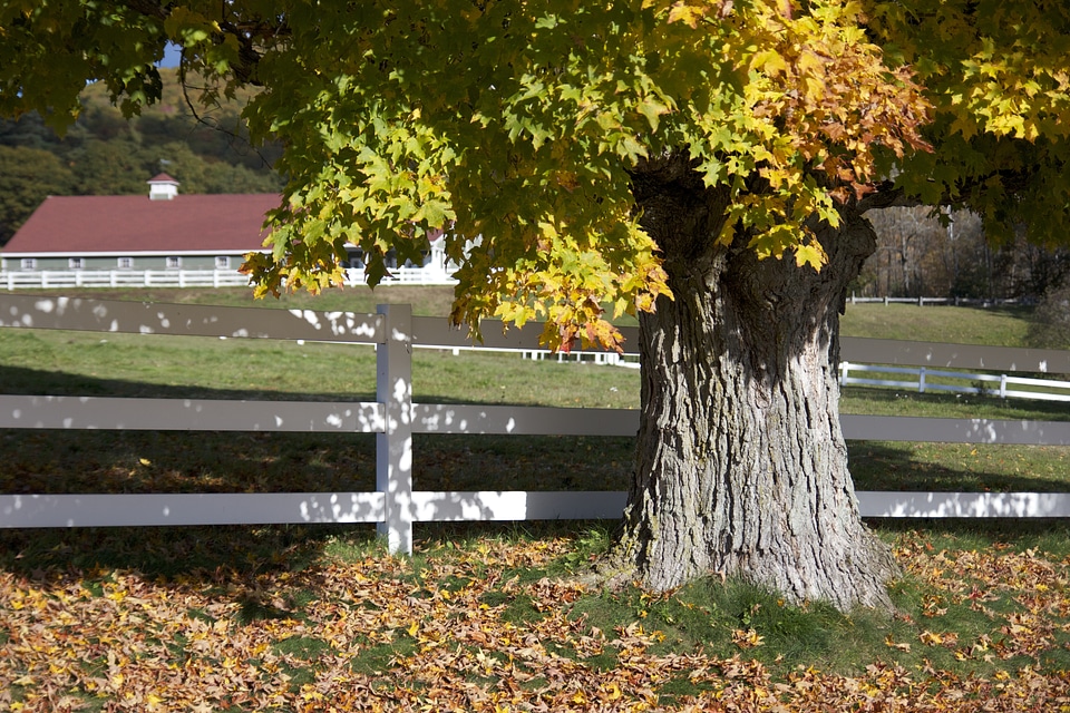 Autumn leaves foliage