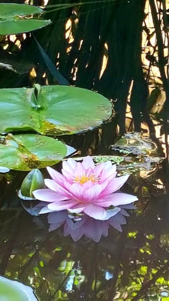 day 208 Water lily through glass