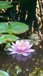 day 208 Water lily through glass