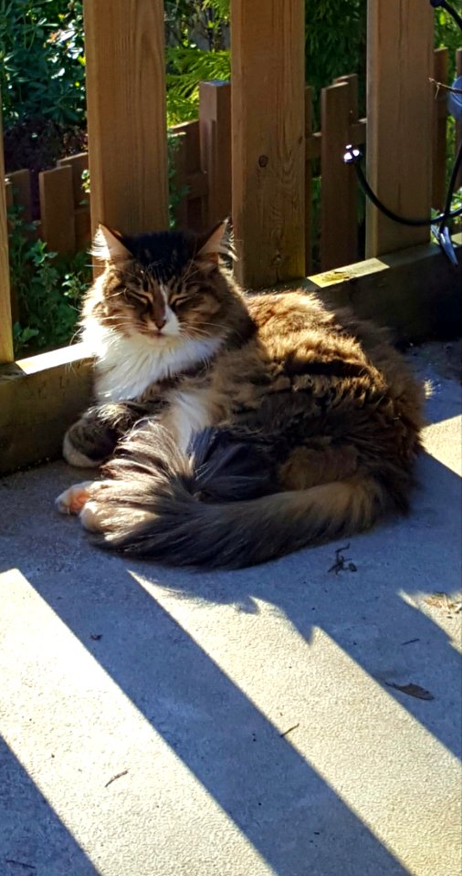 Day 113. Lucy assumes the warm weather position