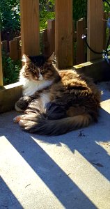 Day 113. Lucy assumes the warm weather position
