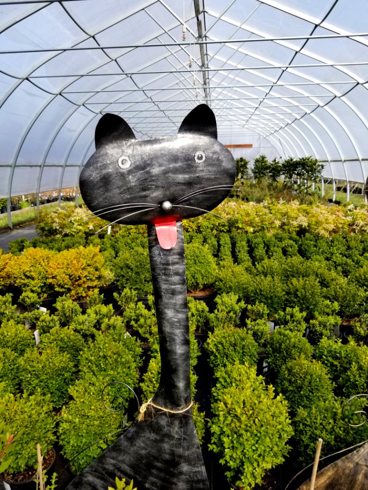 Day #092 garden cat