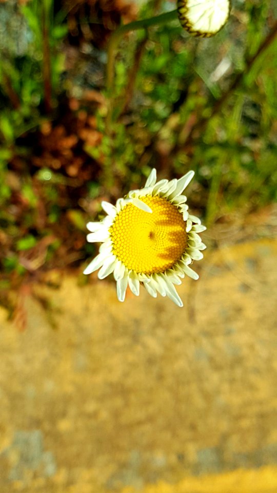Day 146 sci-fi daisy.