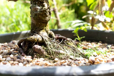 Bonsai roots