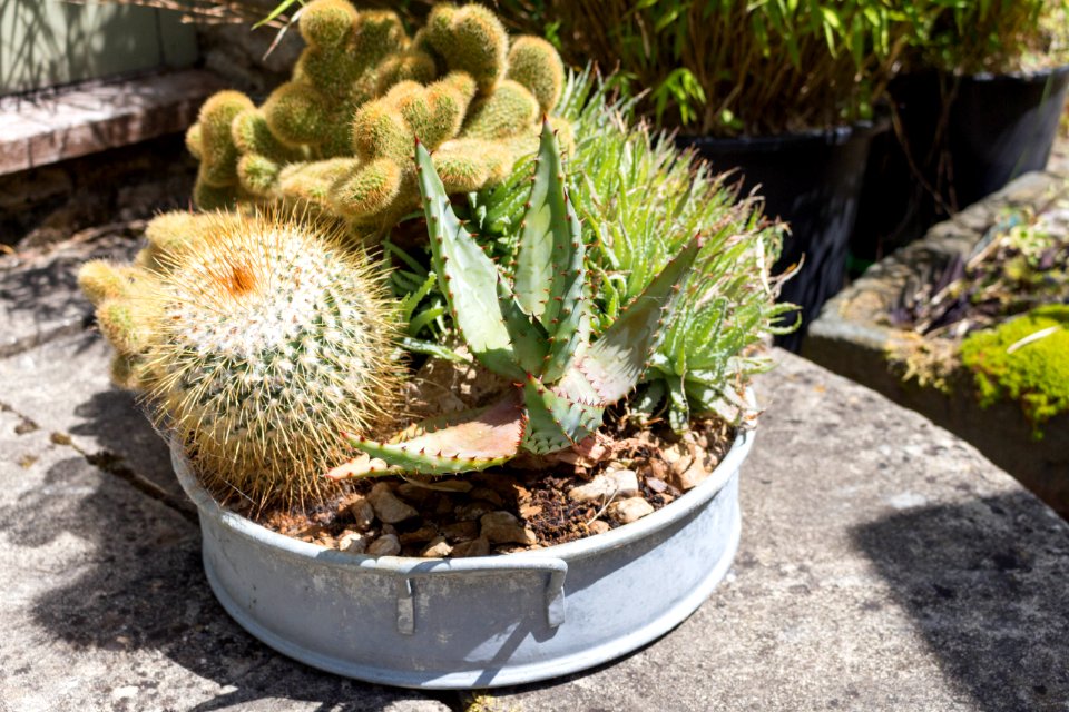 Succulents and cacti
