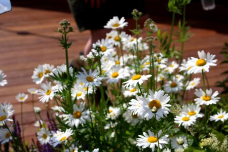 Chelsea Flower Show 2018-45