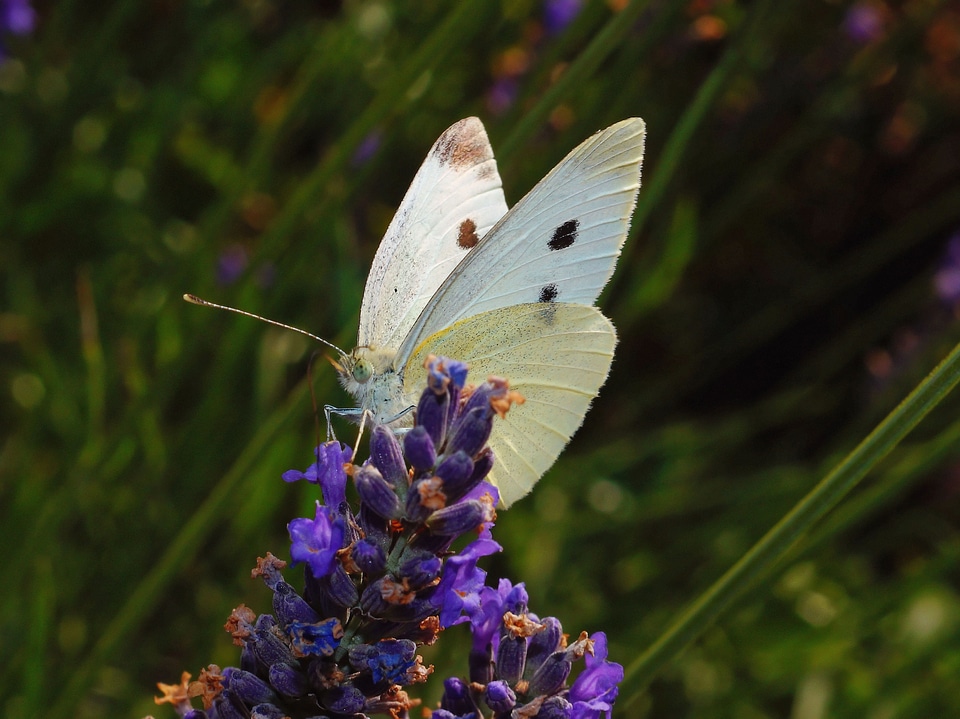 Butterflies animal nature