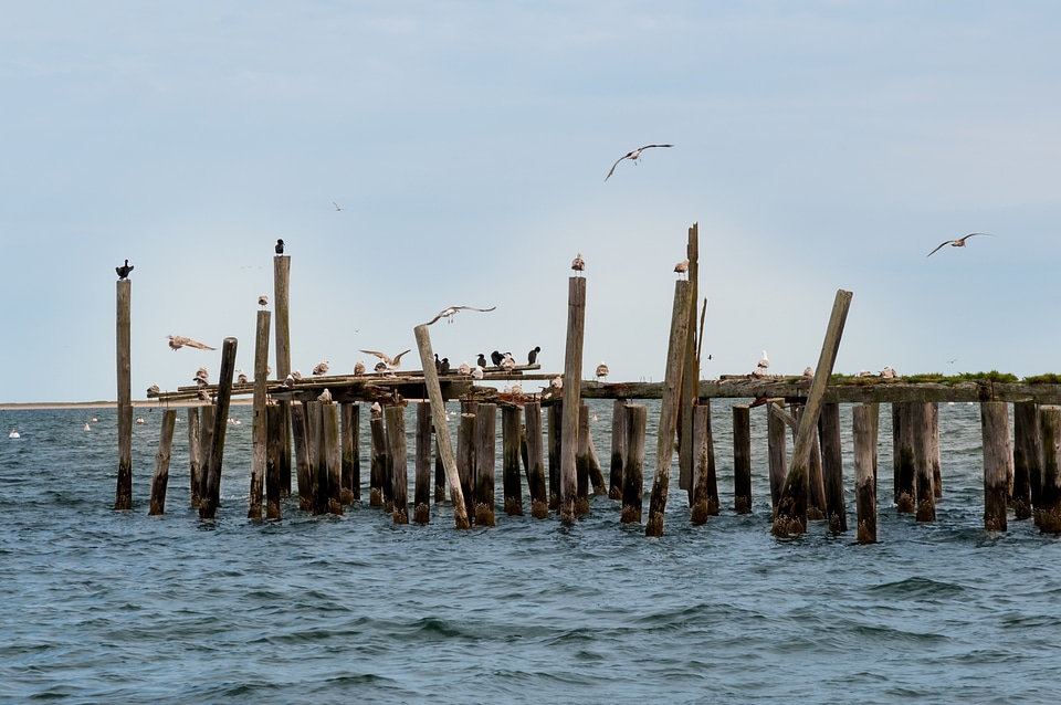 Flight wood summer