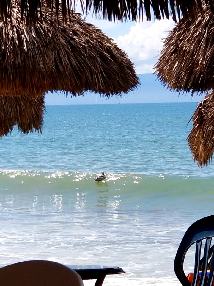 pelican at Bucerias
