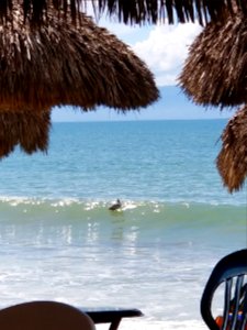 pelican at Bucerias