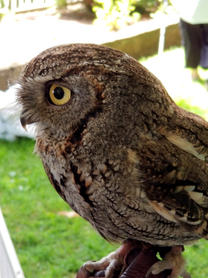 Day 165 little screech owl