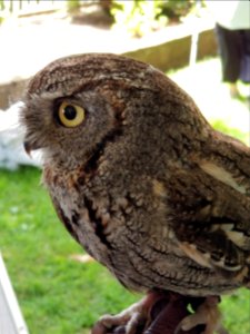 Day 165 little screech owl