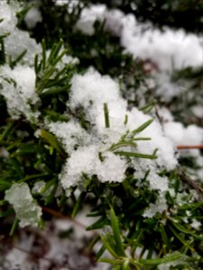 Snow on rosemary photo