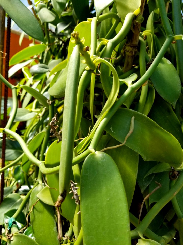 Vanilla pod, botanical gardens Puerto Vallarta