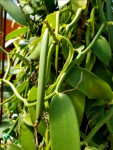 Vanilla pod, botanical gardens Puerto Vallarta