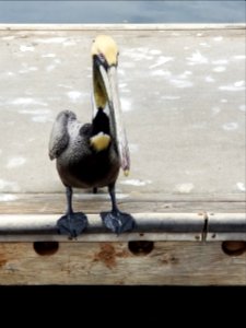 Pelican photo