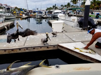 Hand over the fish, please