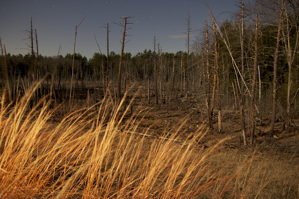 Dead trees grass photo