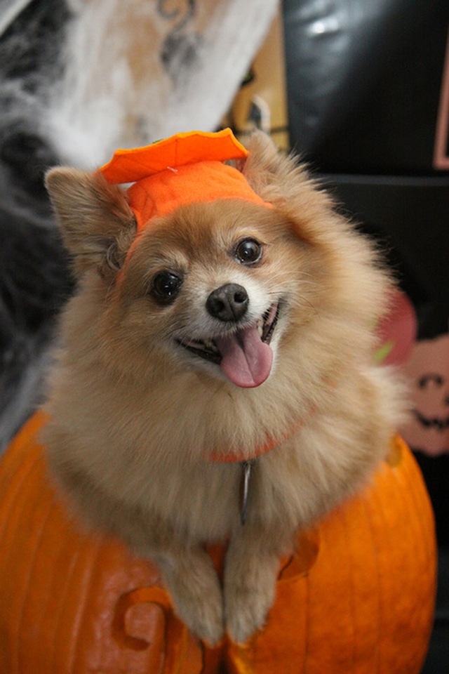 Holiday fun pumpkin