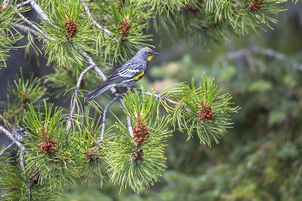 Nature tree perched