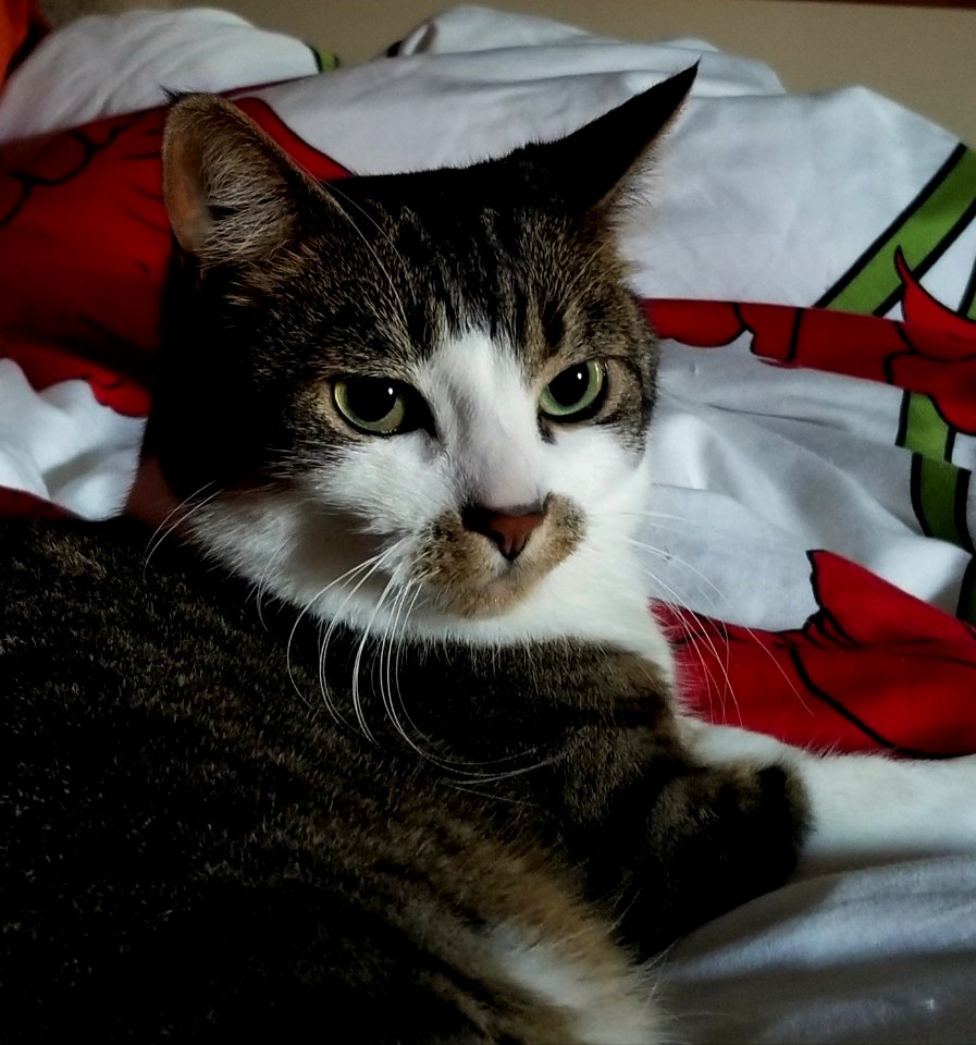 Day 141 Good morning Chloe. #365photo