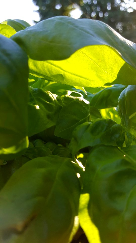 Basil