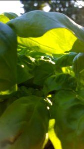 Basil