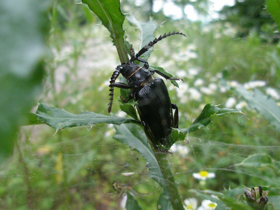 Sawbuck beetle black forest