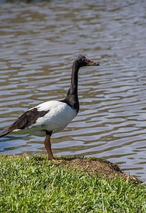 Waterbird black white