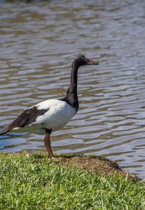 Waterbird black white photo