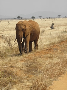 Wildlife nature animal