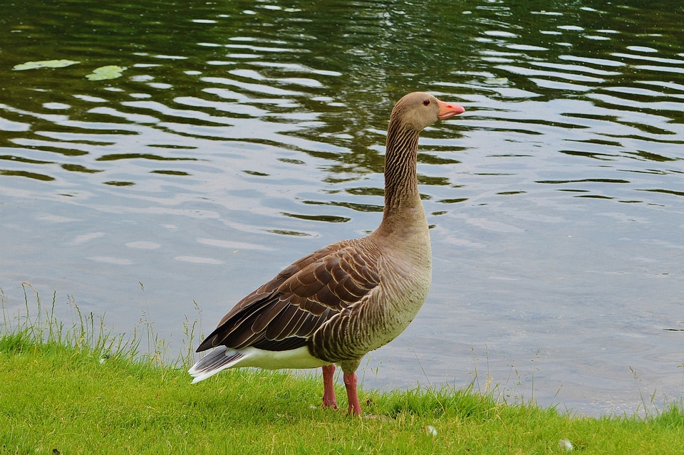 Water bird poultry bill