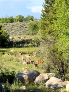 Mule Deer.PFO CCC Ponds.Robin Wellhouse