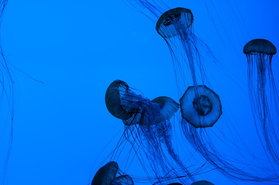 Medusa ocean animals
