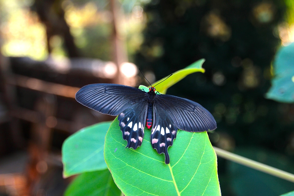 Tropical largest butterfly tropical butterfly