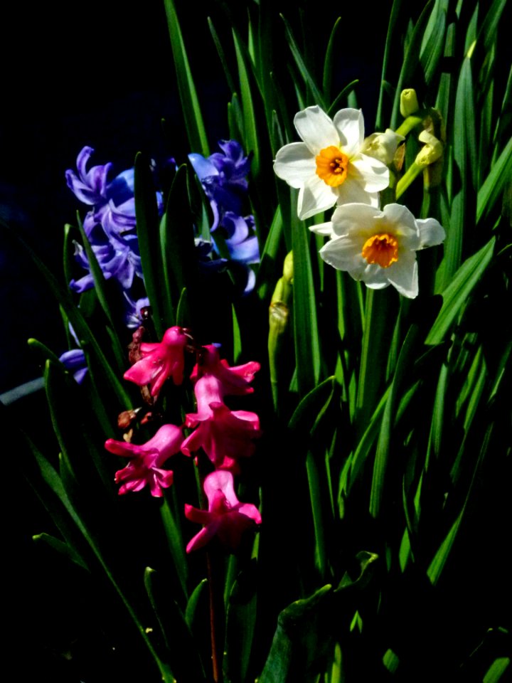 Spring colors (colori di primavera)