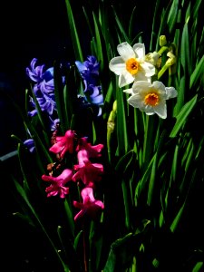 Spring colors (colori di primavera) photo