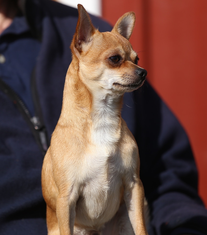Fur curious chihuahua