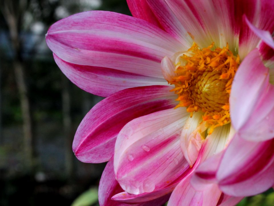 #365 Dahlia
