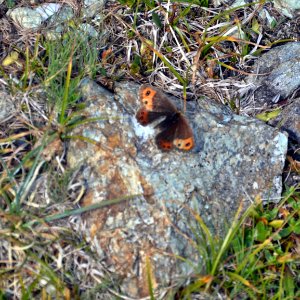Farfalla all'alpe Prabello
