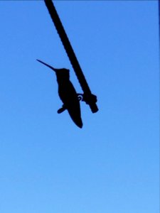 hummingbird silhouette