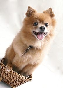 Cute portrait animal