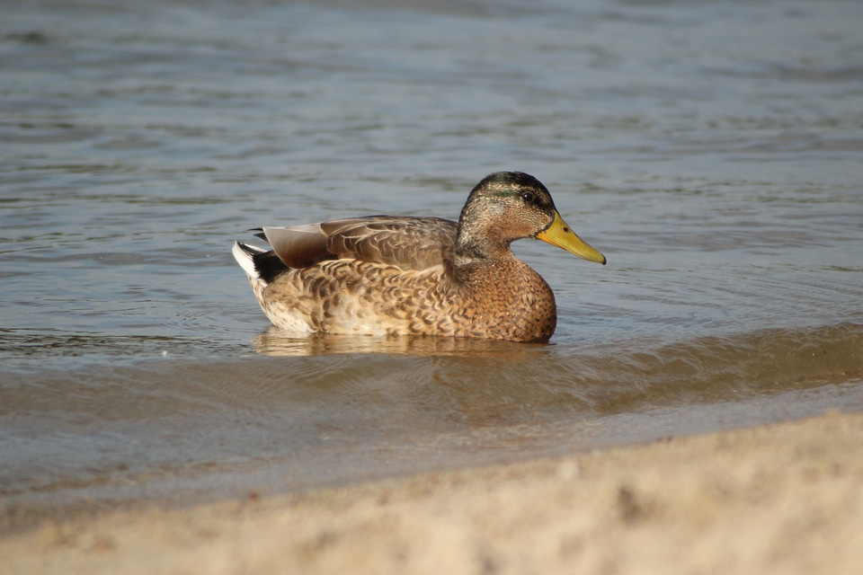 Bird ducks animal